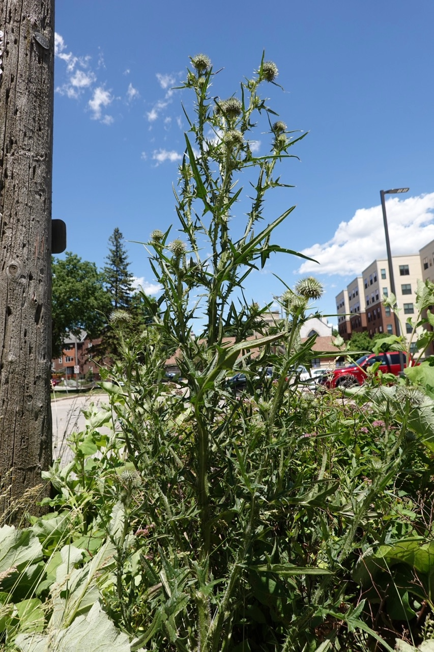 Bull Thistle Pic.png