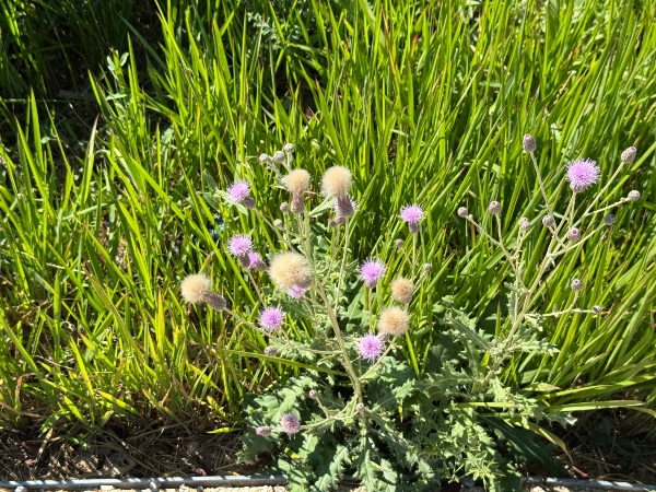 Canada Thistle Pic.png