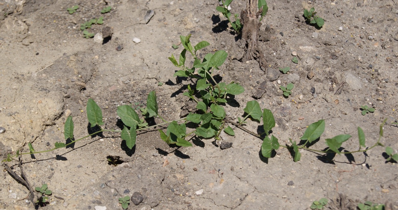Field Bindweed Pic.jpg