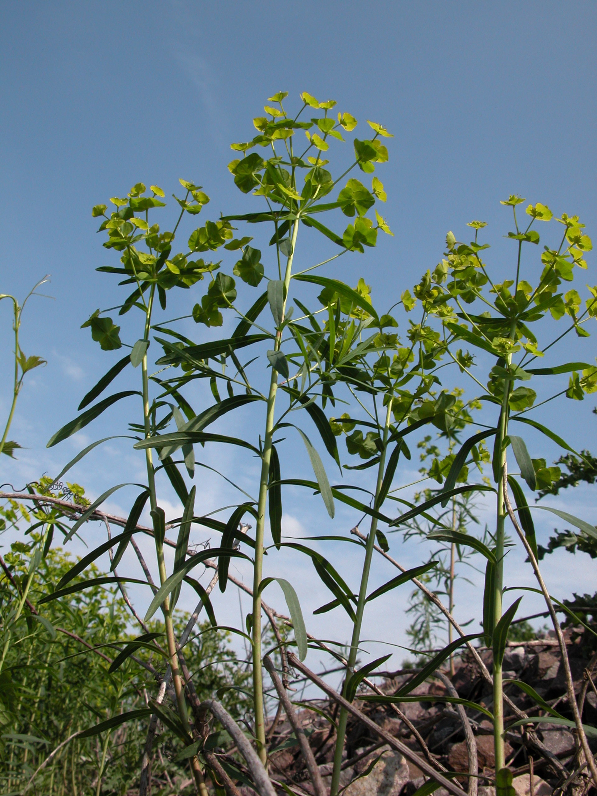 Leafy Spurge Pic.jpg