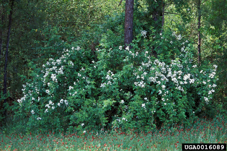 Multiflora Rose Pic.jpg