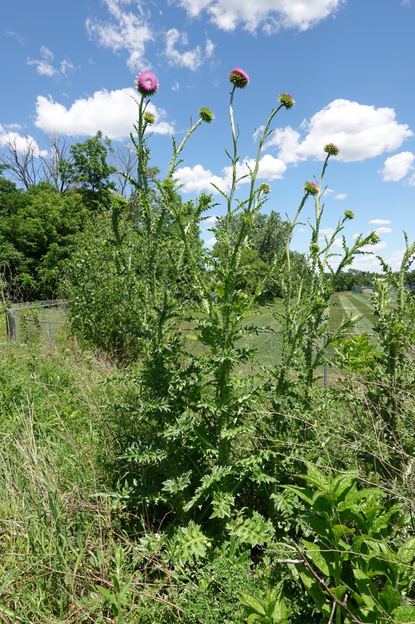 Musk Thistle Pic.jpeg